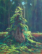 "Cathedral Grove - Guardian"